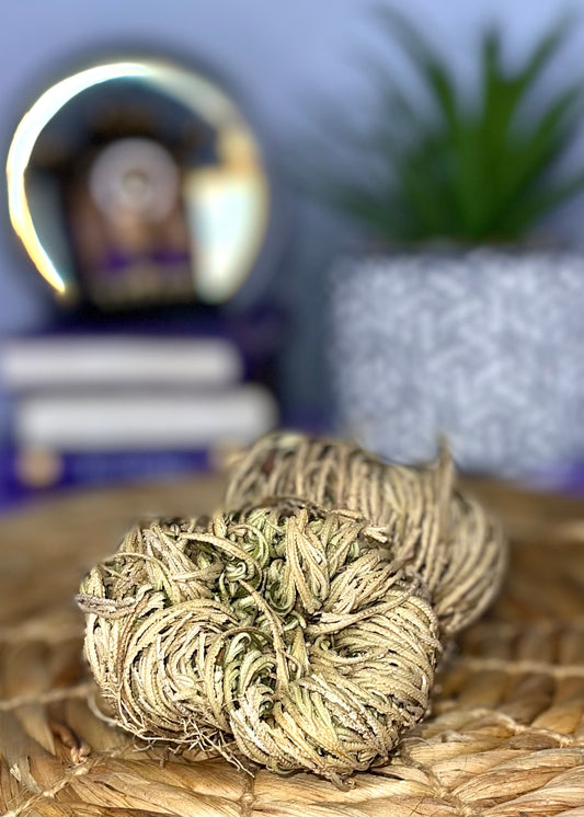 Rose of Jericho